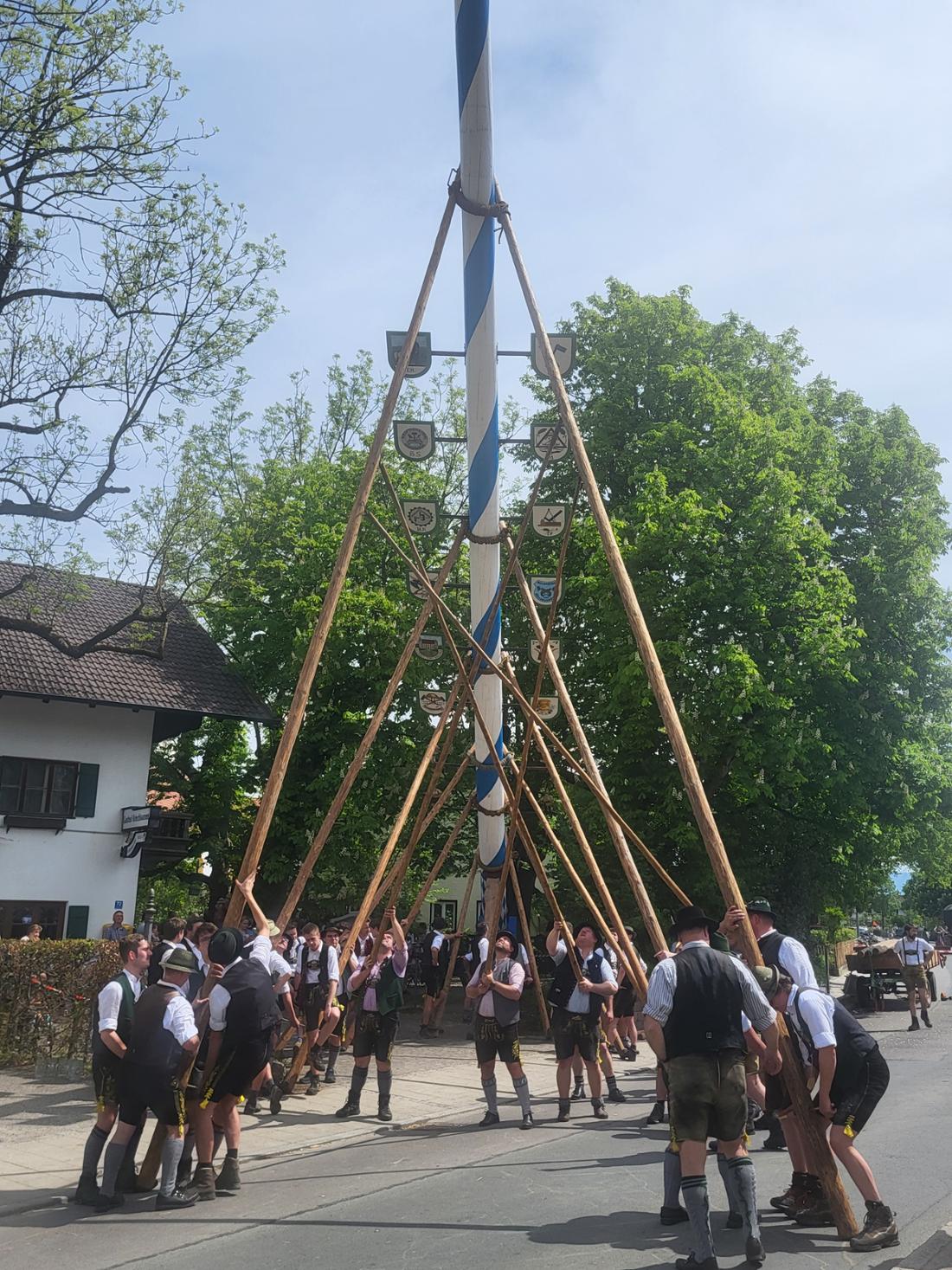 34465368 ein grossteil ist bereits geschafft mitglieder des stopselclubs beim aufstellen des maibaums in mietraching bei bad aibling Q1BG